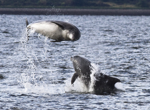 Thrill of sea creature discoveries in 2022 undermined by huge threats